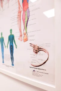 Poster met anatomische illustraties